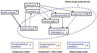 Projected Changes in Photosynthetic Picoplankton in a Warmer Subtropical Ocean